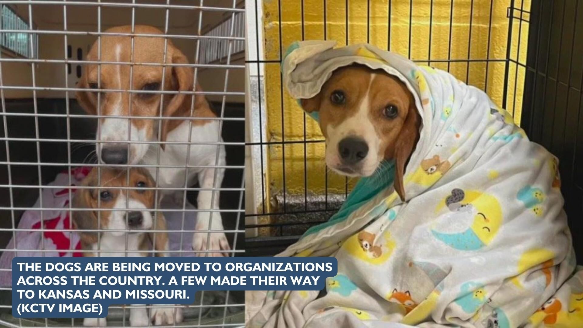Rehomed Beagles – KCTV Image